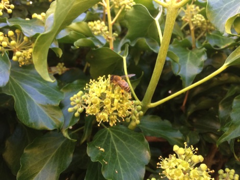 Ivy with pollinator